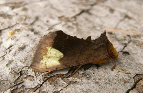 Wasserdost-Goldeule (Diachrysia chryson) - © Leo Kuzmits